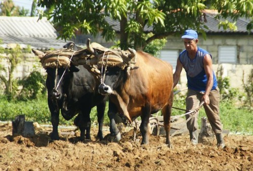 Farming today © Ian & Andrea Treleaven